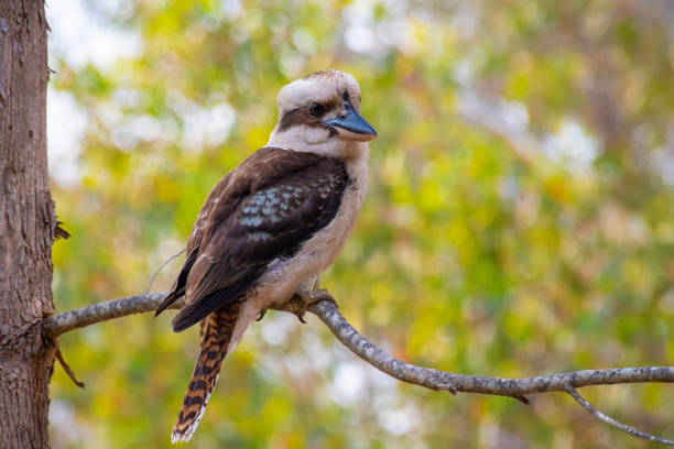 istock Kookaburra bird in West Australia sitting on tree branch 1125971511