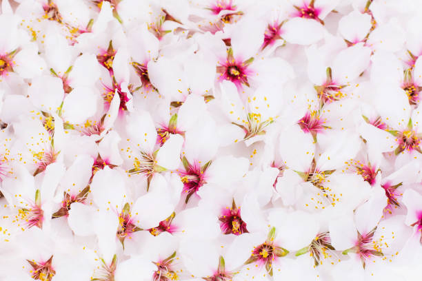 istock Background from spring almond flowers 1125971728