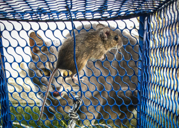 istock rat in a cage and happy cat 1125971874