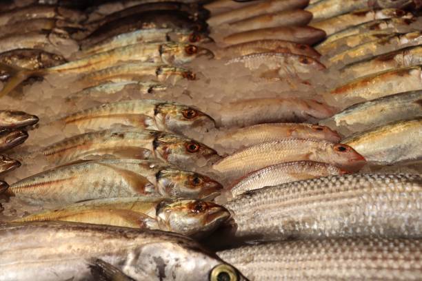 Fresh Fish and Seafood. Fishmongers Fish Market Fresh Fish on Ice at Fishmongers Market. Crabs, Shrimp, Fish. salmon and red snapper stock pictures, royalty-free photos & images