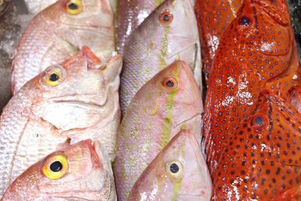 Fresh Fish and Seafood. Fishmongers Fish Market Fresh Fish on Ice at Fishmongers Market. Crabs, Shrimp, Fish. salmon and red snapper stock pictures, royalty-free photos & images