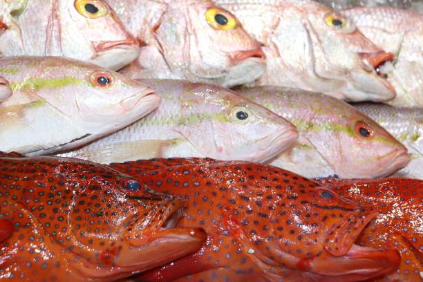 Fresh Fish and Seafood. Fishmongers Fish Market Fresh Fish on Ice at Fishmongers Market. Crabs, Shrimp, Fish. salmon and red snapper stock pictures, royalty-free photos & images
