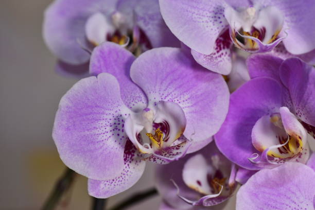 istock Phalaenopsis pink Orchid 1125974025