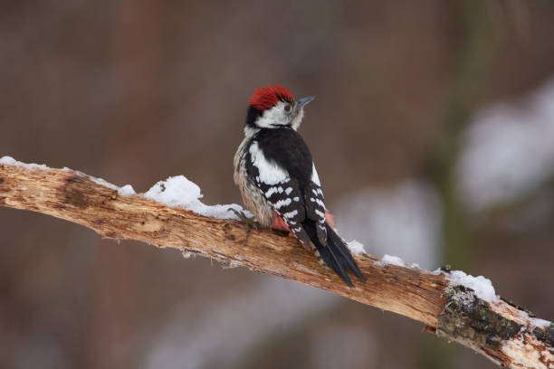 istock Middle spotted woodpecker (Dendrocoptes medius) sits on a branch covered with lichen in a forest park on a cloudy day. 1125975841