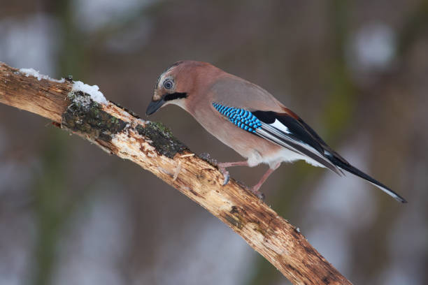 Eurasian jay (Garrulus glandarius) sits on an oak branch covered with snow in the winter forest park. Eurasian jay (Garrulus glandarius) sits on an oak branch covered with snow in the winter forest park. eurasian jay photos stock pictures, royalty-free photos & images