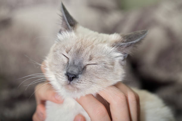 istock Human hands caress the cat, scratch the face with covered eyes 1125975944