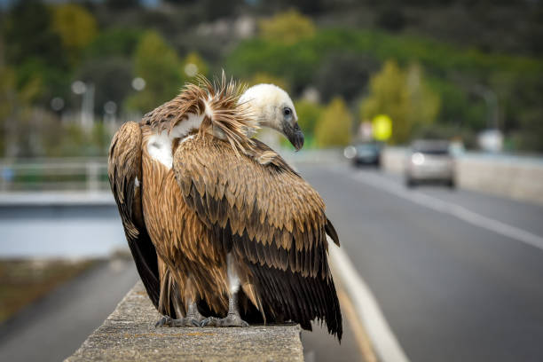 griffon vulture - griffon vulture imagens e fotografias de stock