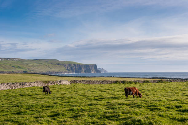 Cows on the coast of Ireland with beautiful Cliffs of Moher in the distance
