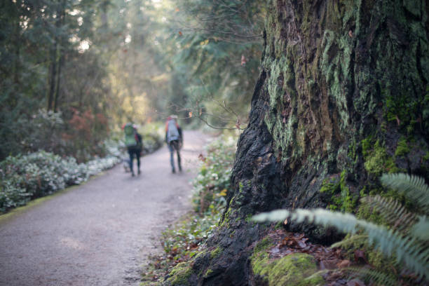 istock Two backpackers hiking on a groomed trail in sunlit old growth forest 1125976185
