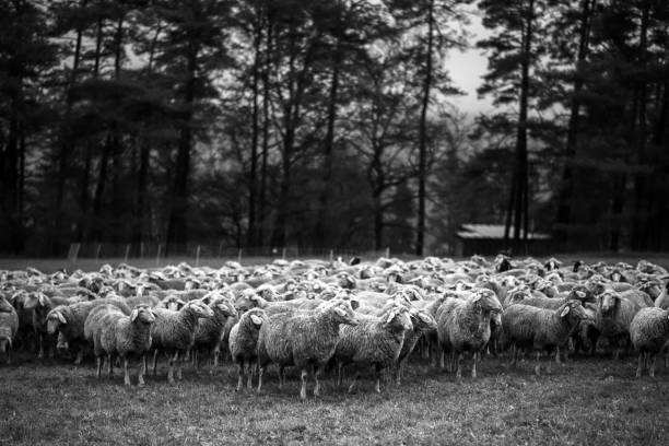 istock Herd of sheeps in winter, Germany 1125976492