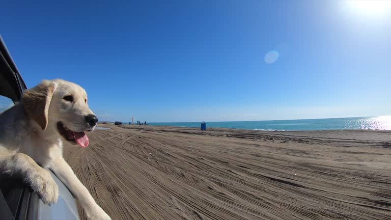 Dog in Car Looking Out  in coastline