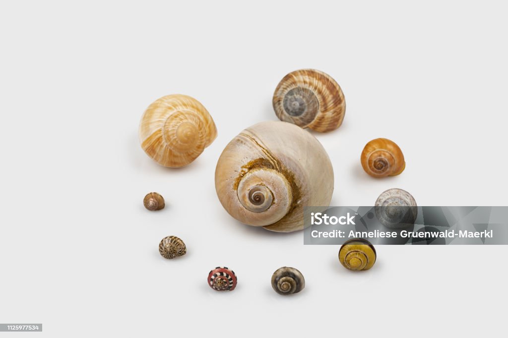 Empty Nit Shells Empty Snail Shells Isolated On White Background Stock Photo - Download ...