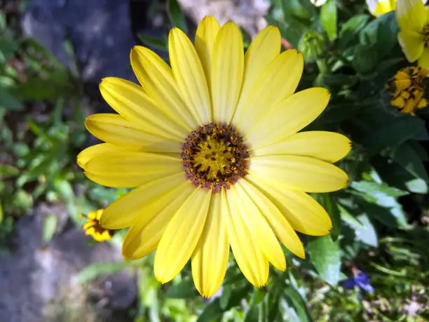 Bright yellow blossom of Osteospermum, close up image of beautiful yellow African daisy flower in garden with blurred background. Cape daisy flower.