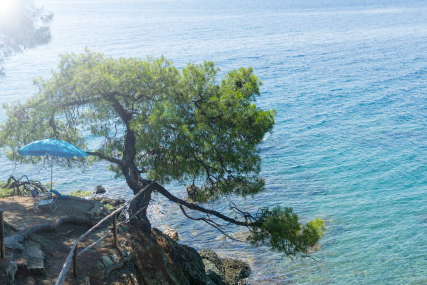 arbre solitaire sur l’eau de mer de rock et bleue à l’arrière-plan, chalcidique, grèce. - beautiful tree day rock photos et images de collection