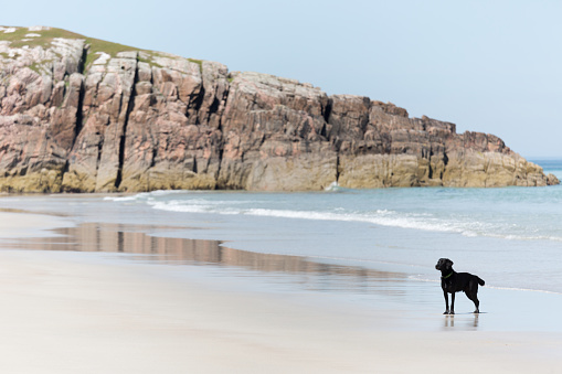 a dog waiting on the beach with sunny weather in Scotland