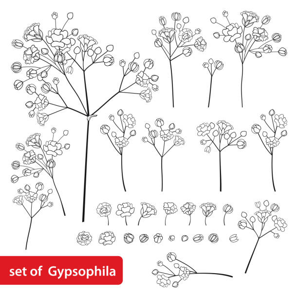 Vector set with outline Gypsophila or Baby's breath branch, bud and delicate flower in black isolated on white background. Vector set with outline Gypsophila or Baby's breath branch, bud and delicate flower in black isolated on white background. Ornate Gypsophila bunch in contour style for spring design or coloring book. gypsophila stock illustrations