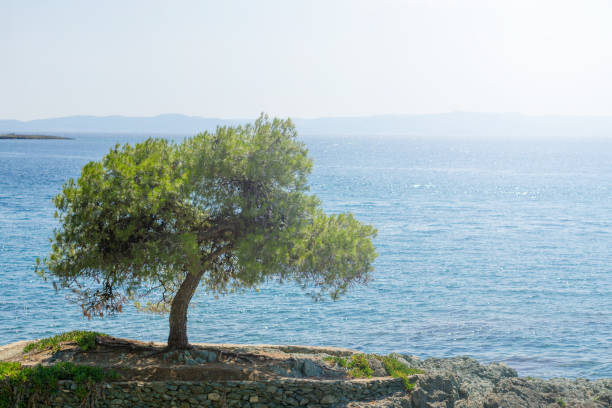 arbre solitaire sur l’eau de mer de rock et bleue à l’arrière-plan, chalcidique, grèce. - beautiful tree day rock photos et images de collection