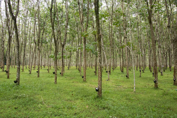 istock Rubber plantation in Langkawi, Malaysia 1125981631