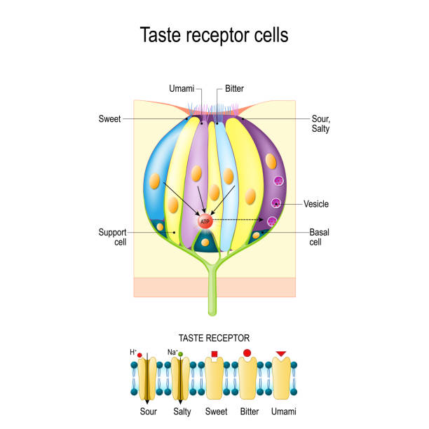 illustrazioni stock, clip art, cartoni animati e icone di tendenza di papille gustative con cellule recettoriali. tipi di recettori del gusto. - neurotransmission