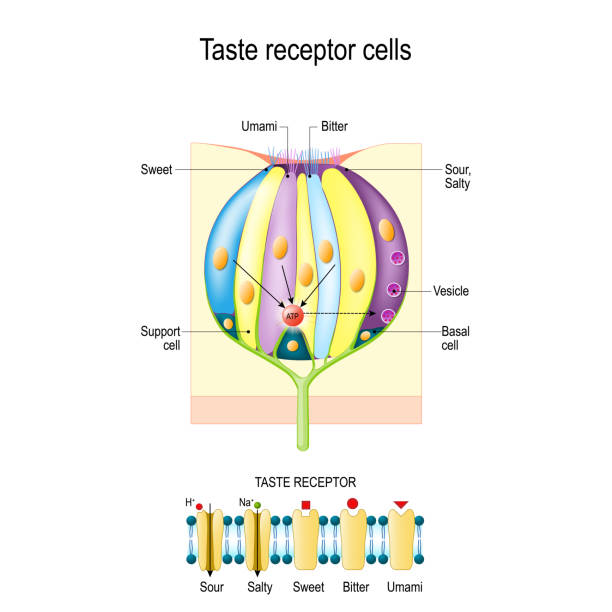 kubek smakowy z komórkami receptora. rodzaje receptorów smaku. - neurotransmission stock illustrations