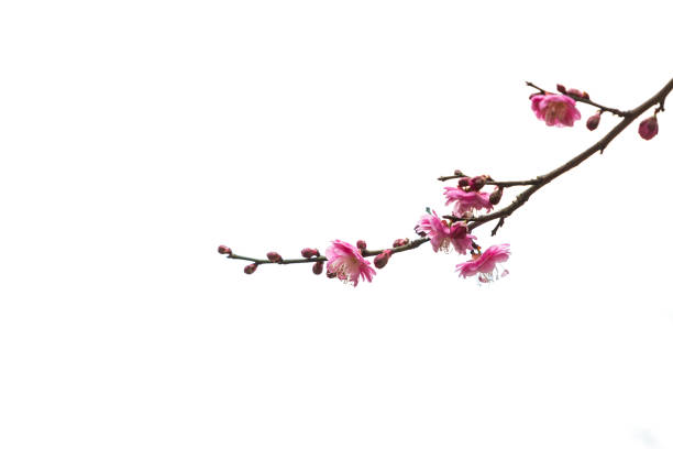 Blooming plum in spring. Plum flower. flowering plum stock pictures, royalty-free photos & images