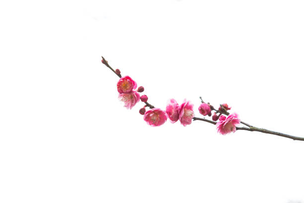 Blooming plum in spring. Plum flower. plum blossom stock pictures, royalty-free photos & images