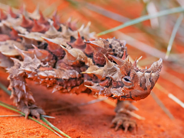 primo passo della testa di una lucertola diavolo spinoso - thorny devil lizard australia northern territory desert foto e immagini stock