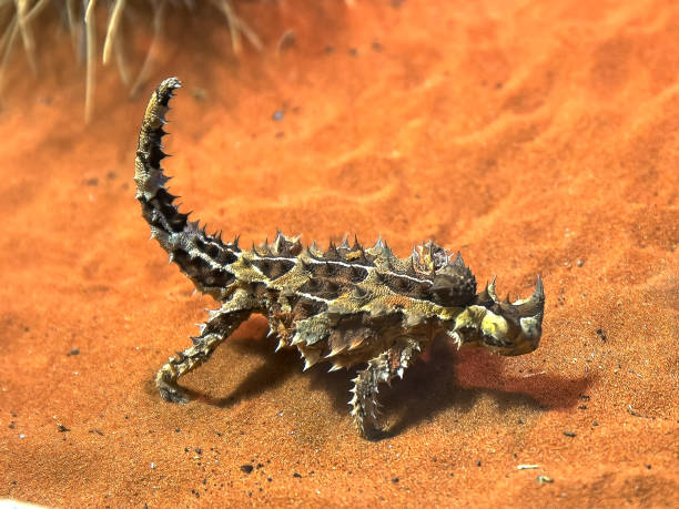 австралийский колючий дракон ящерица ест муравья - thorny devil lizard australia northern territory desert стоковые фото и изображения