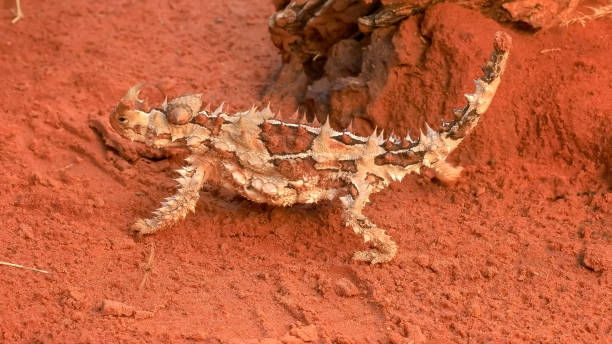 primo passo di una lucertola drago spinoso a piedi - thorny devil lizard australia northern territory desert foto e immagini stock