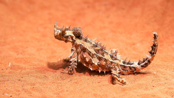 australian thorny dragon lizard turns its head and looks around an australian thorny dragon lizard on a sandy ground turns its head and looks around moloch horridus stock pictures, royalty-free photos & images