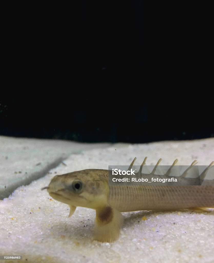 polypterus senegalus fish (dinosaur eel) Africa Stock Photo