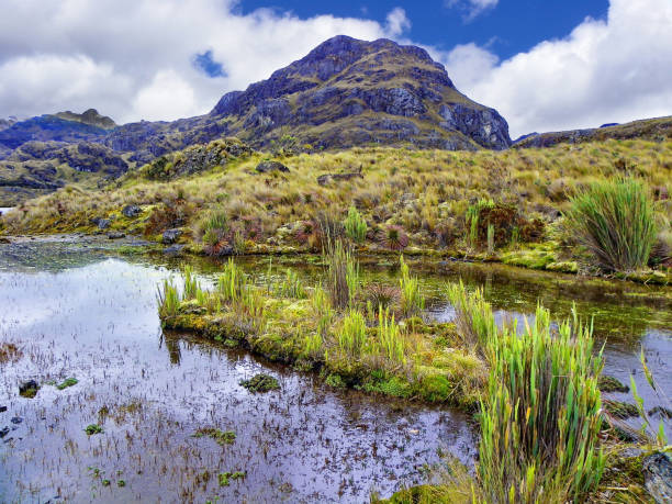 istock National Park El Cajas. Toreadora lake 1125987338