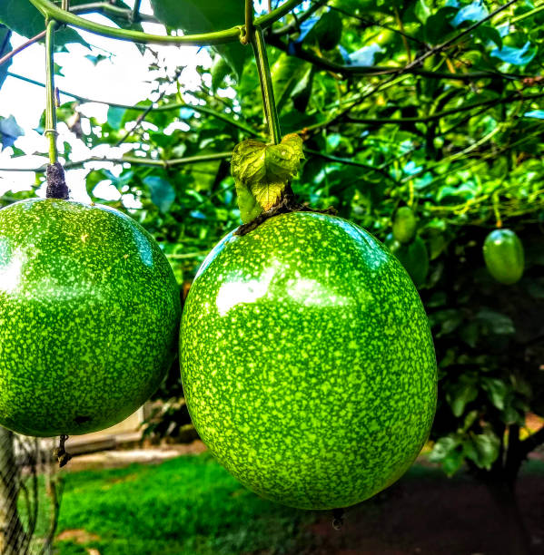 The delicious fruits of Brazil