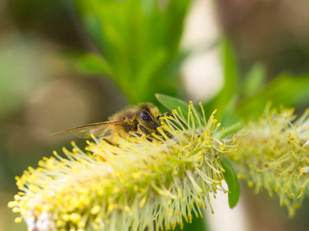 istock Bee on Pussy willow -  catkin in the sunshine 1125990075