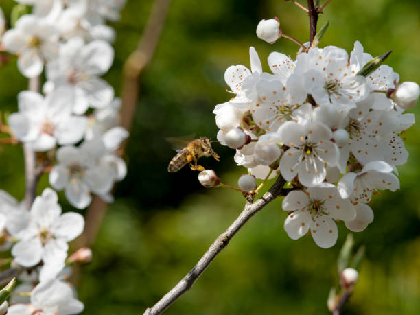 istock Bee collecting pollen on white cherry blossom 1125990084