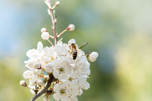 Honey bee on white blossom of cherry tree