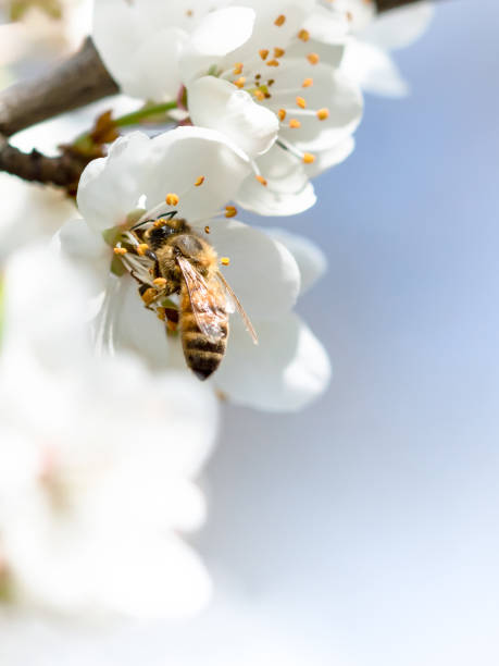 Bee collecting pollen on white cherry blossom