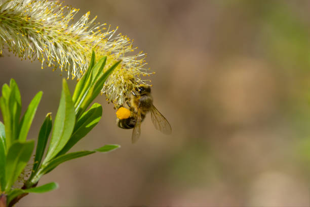 istock Bee on Pussy willow -  catkin in the sunshine 1125990222