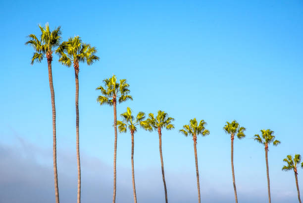Area in San Diego landscaped with palm trees. San Diego is a major city in California, United States. It is in San Diego County, on the coast of the Pacific Ocean in Southern California, approximately 120 miles (190 km) south of Los Angeles and immediately adjacent to the border with Mexico.