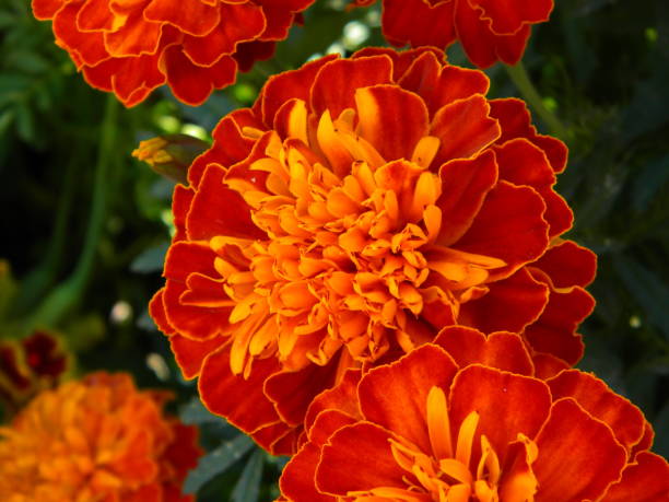 istock Beautiful zinnia flowers 1125992663