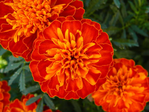 istock Beautiful zinnia flowers 1125992665