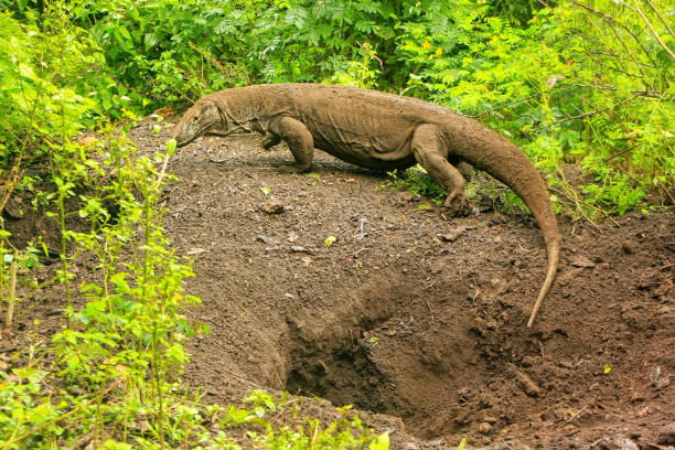 Komodo dragon walking out of a hole on Rinca Island in Komodo National Park, Nusa Tenggara, Indonesia Komodo dragon walking out of a hole on Rinca Island in Komodo National Park, Nusa Tenggara, Indonesia. It is the largest living species of lizard pulau komodo stock pictures, royalty-free photos & images