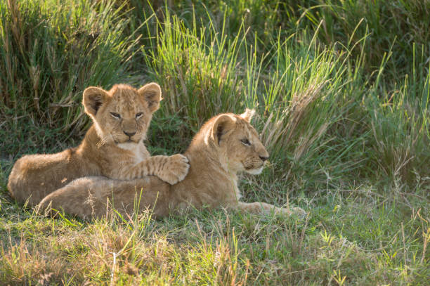istock Two lion cubs in the Masai Mara Kenya 1125994673