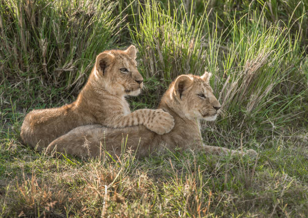 In the heart of Khwai, Botswana, a lion cub plays gently with its mother in 2025 – a touching moment of affection, playfulness, and the wild bonds of Africa.