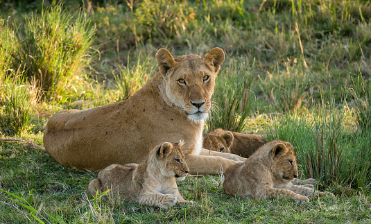 A lioness resting in the grass in late evening sunlight in the Masai Mara, Kenya, with her three cubs laying down in the grass beside her