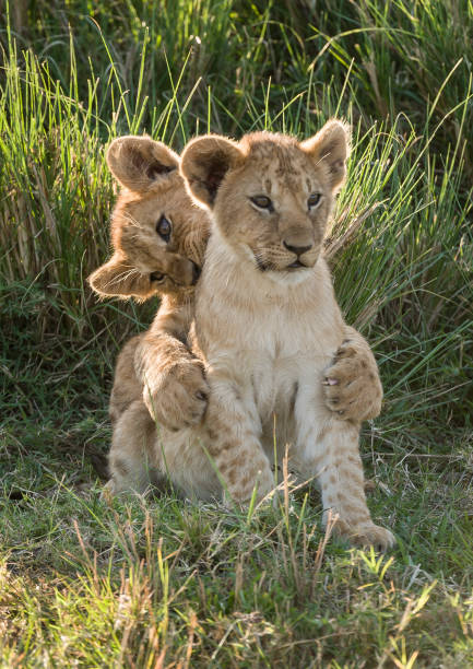istock Two lion cubs in the Masai Mara Kenya 1125995302