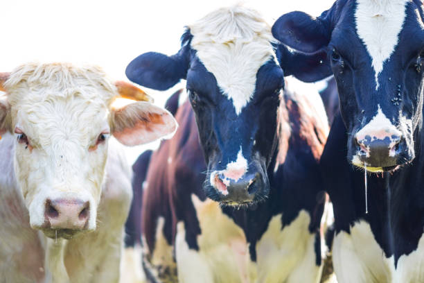 istock Cows staring with slobber and flies 1125995885