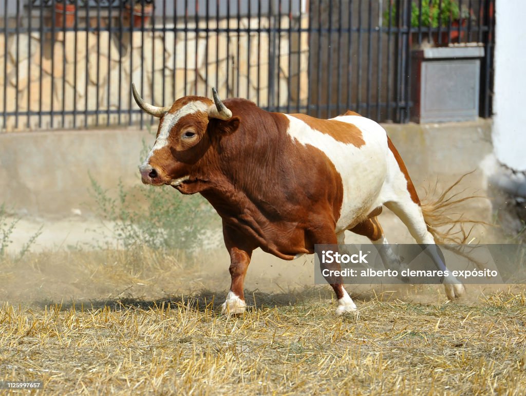 Toros en el campo - Foto de stock de Agresión libre de derechos