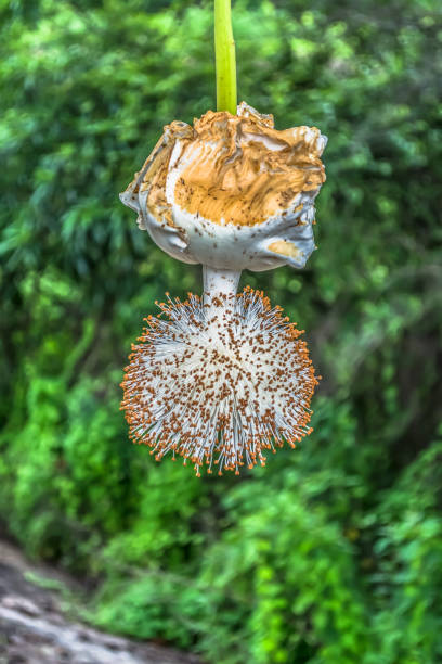 Detailed view of a baobab flower Detailed view of a baobab flower, in Angola baobab flower stock pictures, royalty-free photos & images