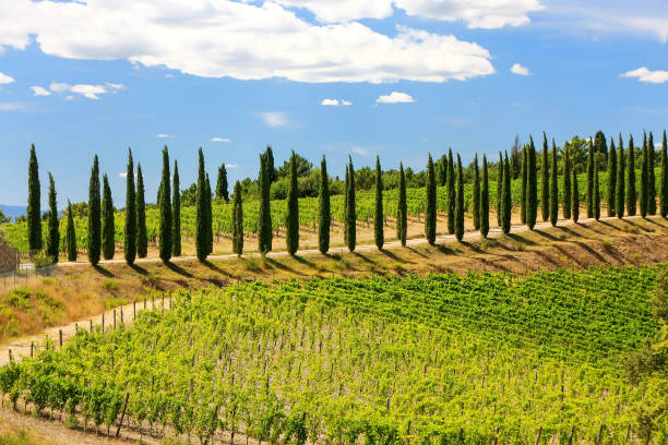 vineyard with row of cypress trees in val d'orcia, tuscany, italy - val tuscany cypress tree italy imagens e fotografias de stock